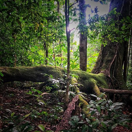 El Remanso Rainforest Lodge Puerto Jimenez Luaran gambar