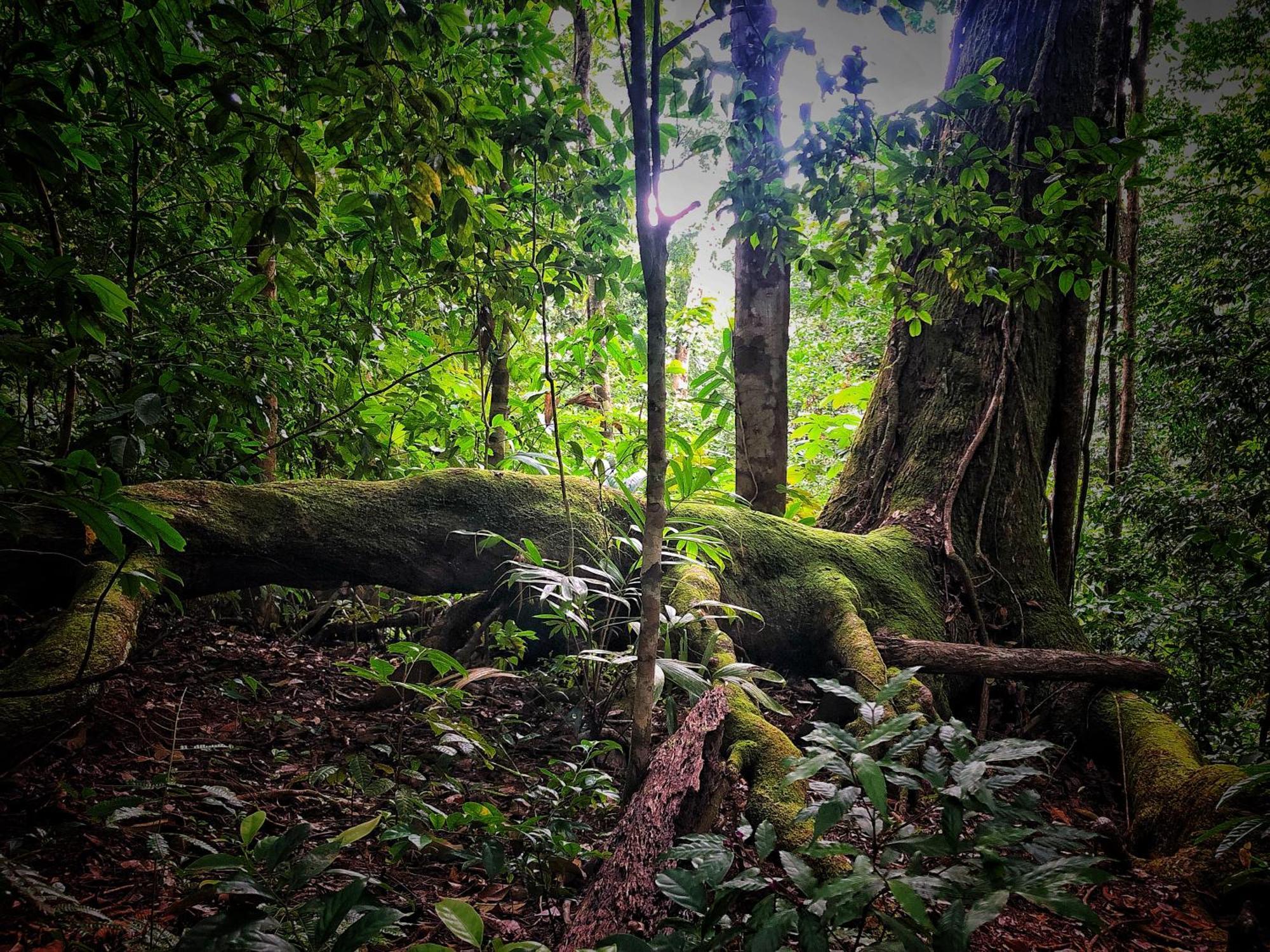 El Remanso Rainforest Lodge Puerto Jimenez Luaran gambar